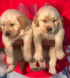 Order Female Golden Retriever Puppy from  India